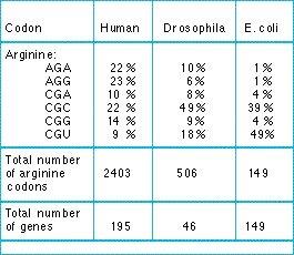 Frequencies of six arginine codons in the DNA of three species.