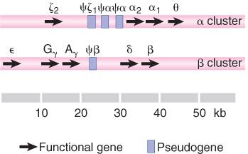 Globin Clusters Are Formed by Duplication followed by Divergence Each of the α-like and β-like globin gene families is organized into a single cluster,
