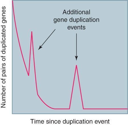 Gene and genome duplication Adapted from G.