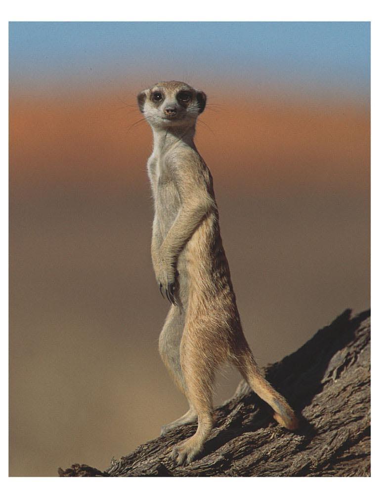 13.12 A meerkat sentinel on the alert for approaching predators The Reciprocity hypothesis A meerkat sentinel on the alert for approaching predator 1)Reciprocal altruism? 2)Personal safety?
