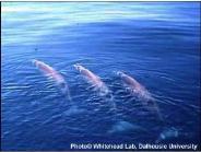 Northern bottlenose whales
