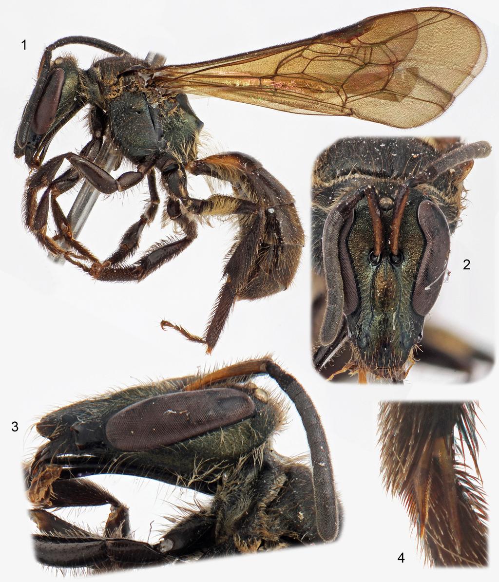 2013 Engel: A new Ischnomelissa from Peru 3 Figures 1 4. Photomicrographs of holotype female of Ischnomelissa lignopteryx, new species, from Abra Patricia Reserve, Peru. 1. Lateral habitus. 2.