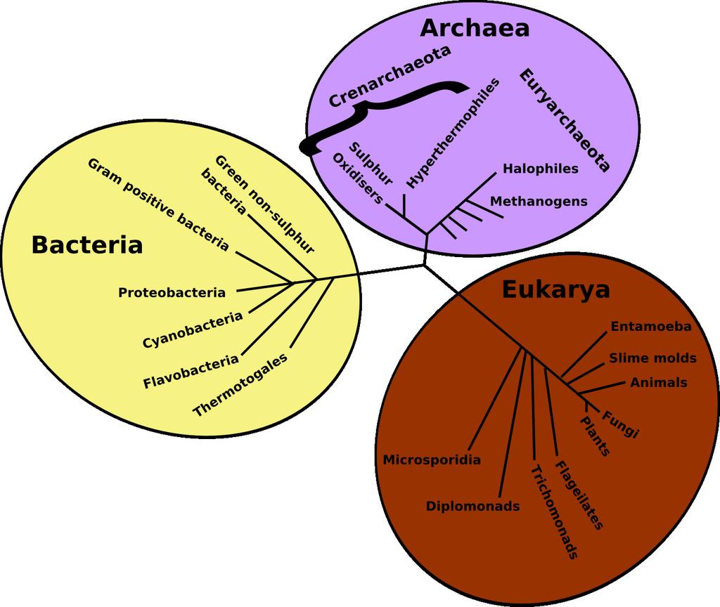 RECONSTRUCTING HISTORY OF LIFE WHAT MEANS PHYLOGENETIC INFERENCE?