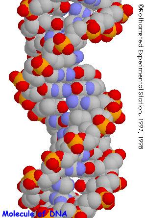 DIGITAL MOLECULES DNA DNA can be considered as a very long string over an