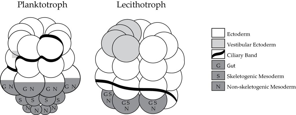 Figure'1:'Planktotrophy'vs.'lecithotrophy:'a'comparison'of'cell'fate'specification'at' the'32:cell'stage.