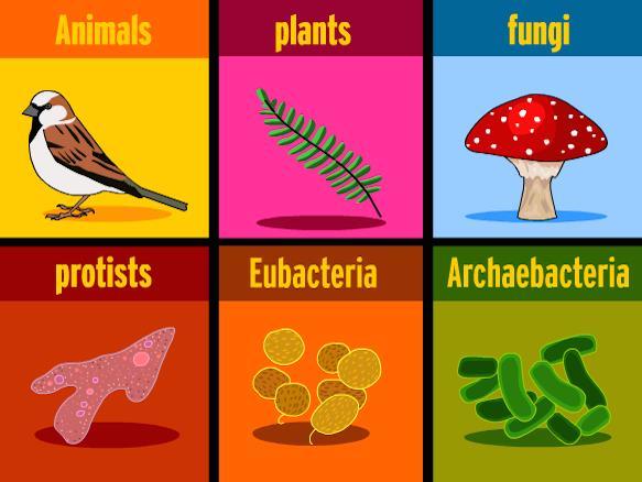 Kingdoms of Life Organisms are divided