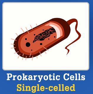Prokaryote and Eukaryotic Cells A prokaryote is a unicellular organism that lacks