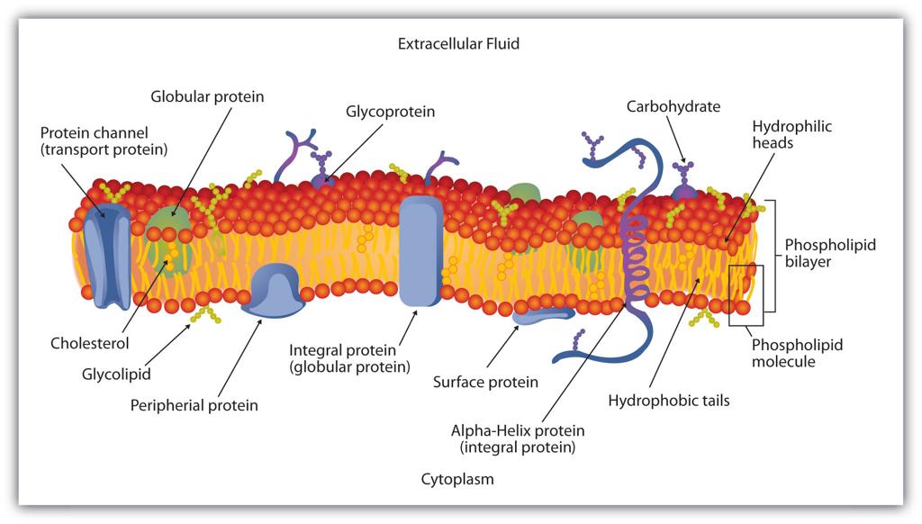 Cell Membrane: The protective outer layer of a cell, made