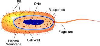 Categories of Cells Prokaryotes No Nucleus Missing