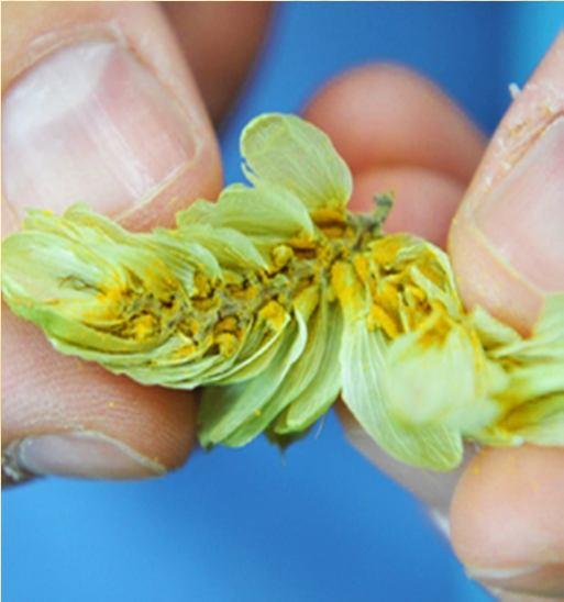 Introduction - Raw materials origin - hops Hop is a key raw material for beer aroma.