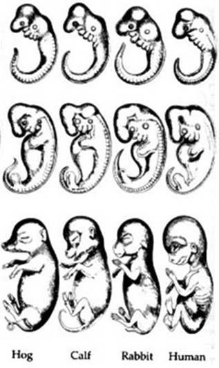 Embryology Embryologists study the development of embryos from different species. There is striking similarity in the development of similar species.