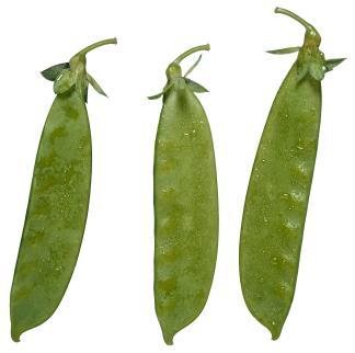 7. Cross a plant that is heterozygous for smooth pods with a plant that has constricted pods. Genotypic ratio: Phenotypic ratio: 8.