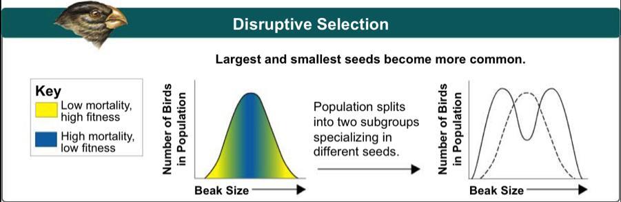 Disruptive Selection Disruptive Selection occurs when individuals at both ends of the curve have higher fitness than individuals near the middle of the curve.