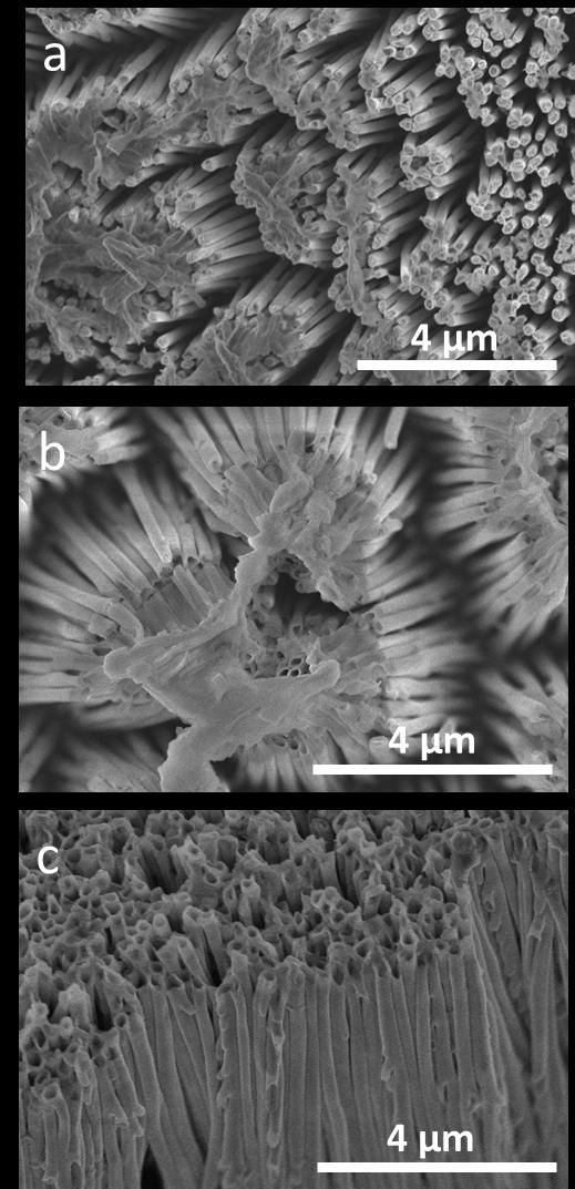 Fig. S2 SEM images of nickel nanostructures electrodeposited at -1V from a 0.5 M NiSO 4 solution containing (a) 0.4 M, (b) 0.1 M, and (c) 0 M H 3 BO 3.
