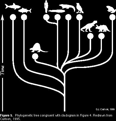 ) o Example: o These hybrid organisms are much more common in captivity than in the wild Dichotomous Keys A key that helps an organism Uses to lead you to the of an organism By looking at