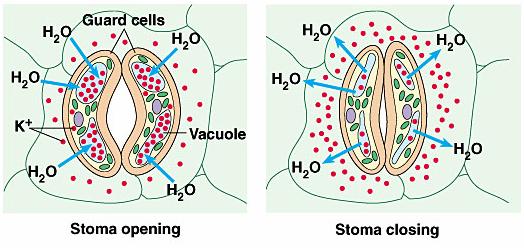 Guard Cells Regulate opening/closing of stomata Open sunlight, H 2 O Close nighttime, lack of moisture 3-dimensional conformation rules K + gradient, osmotic movement of water into guard cells open