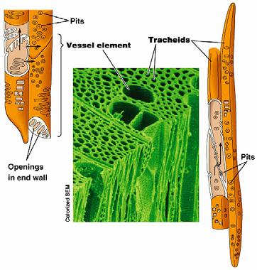Xylem and Phloem Xylem water conducting cells made of dead tissues, also provide structural support