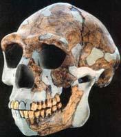 neanderthalensis Late