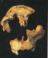 heidelbergensis