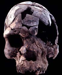 Europe Africa Late Homo Homo sapiens neanderthalensis Late Homo (Homo sapiens sapiens) 100,000 years