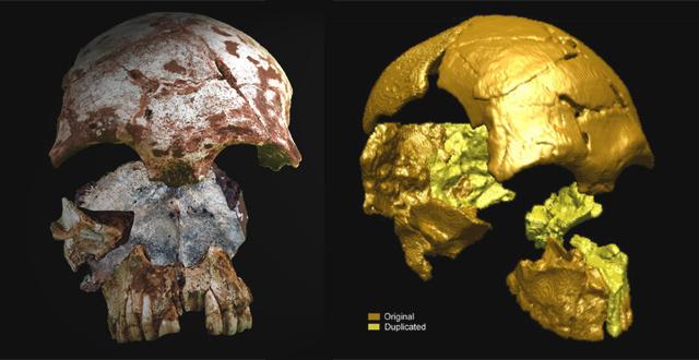 2. 63,000 Year Old Homo sapiens