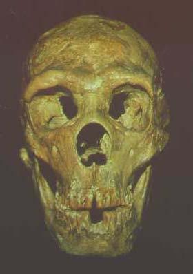 Homo sapiens neanderthalensis Homo
