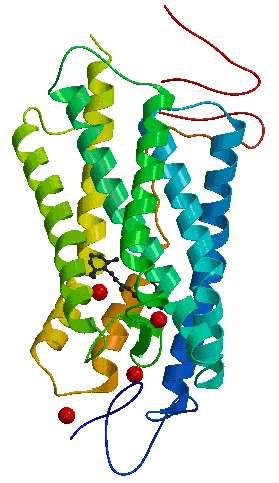 5.2. Rhodopsin Figure 5.3: Ribbon representation of rhodopsin using the coordinates in the pdb file 1L9H based on XRD studies with 2.6 Å resolution.