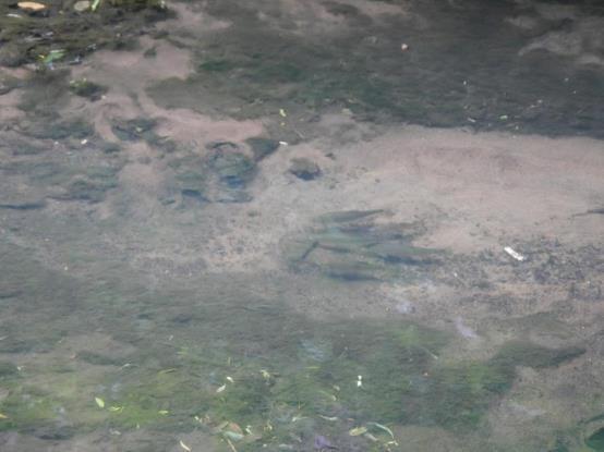 Figure 8. A shoal of small dace, taking advantage of the deeper pool areas.