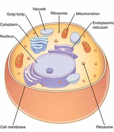 Nucleoid Plasmids Ribosome Pili Flagella Although not enclosed in a nucleus, prokaryotic DNA is generally confined to a central region called the nucleoid.