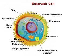 Prokaryotes vs Eukaryotes Notice Increased