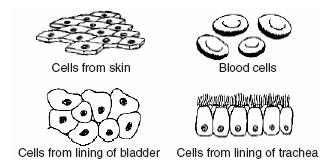 Keystone Prep Questions 5. Some human body cells are shown in the diagrams below. These groups of cells represent different a.