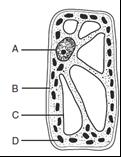 Keystone Prep Questions 9. The diagram below represents a cell of a green plant.