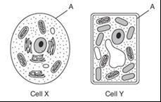 Keystone Prep Questions 12.The diagram below represents two cells, X and Y. Which statement is correct concerning the structure labeled A? a. It regulates movement of material into/out of both cells b.