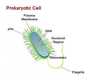 Prokaryotes vs Eukaryotes Notice Ribosomes DNA not