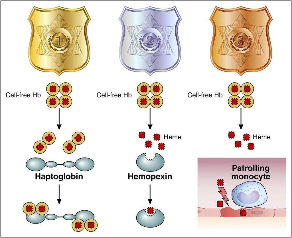 Protection from plasma cell-free hemoglobin and heme in