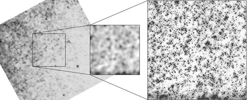 No. 5, 2003 STELLAR CONTENT OF BULGE OF M31 2489 Fig. 15. Comparison between ground-based K-band image of field 1 (left) and the NIC2 F222M image (right).