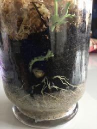 .. our terrarium has three tall and healthy stems and secondly we have been freed from our