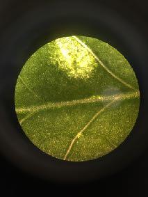 These cells such as the stomata acts as the doorway to photosynthesis and cellular