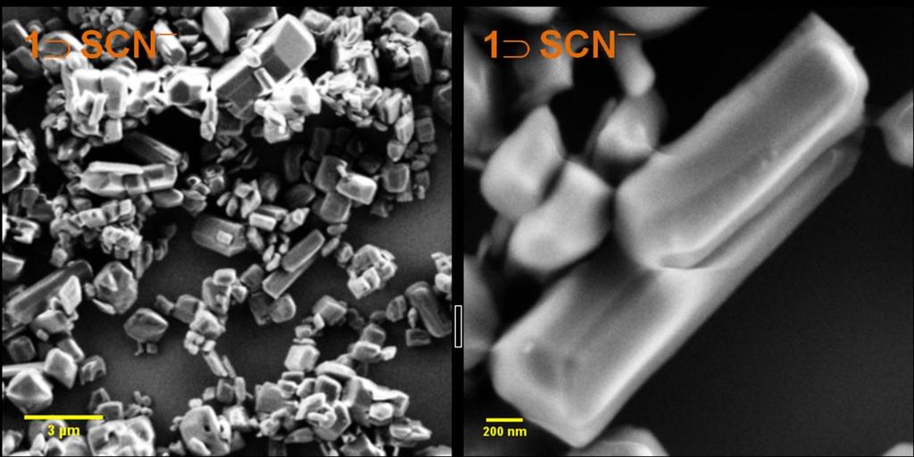 Figure S28: SEM images of 1 SCN