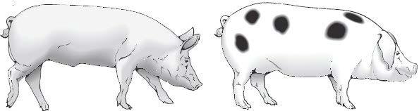 C. Sample questions and answers Question The drawings below show pigs from two different breeds. (i) From the drawings above, give two ways in which the pigs are different. 1....1 mark 2.