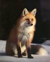dog wolf fox Mountain lion All belong to the same Kingdom: Animalia Same phylum: