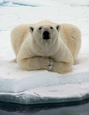 Polar bear Capitalized Lower case Ursus maritimus