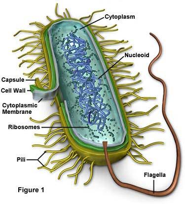 bound organelles DNA is free floating in cytoplasm What