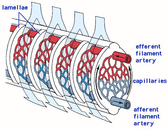 Gill filament shows countercurrent exchange design: oxygenated water water and blood flow in