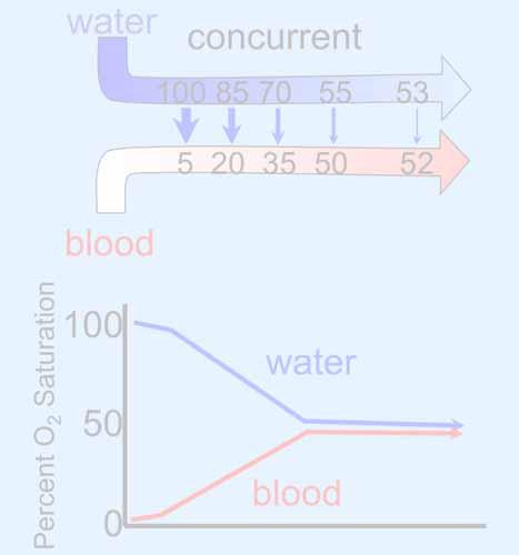 Countercurrent is more efficient than concurrent exchange water countercurrent water concurrent 100 70 40 15 100 85 70 55 53 90 60 30 5 5 20 35 50 52 Percent O 2 Saturation 100 50 0 blood water blood