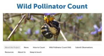 Observe, enjoy, photograph and record insects on flowers #ozpollinators The Wild Pollinator Count (https://wildpollinatorcount.com/) is the brain child of Dr Manu Saunders.