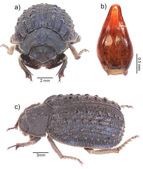 5 Fig 2: Omorgus bachorum sp. n. a) pronotum and head of adult habitus, b) dorsal view of aedeagus, c) lateral view of adult habitus.