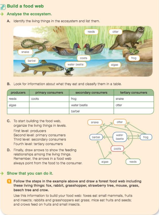 LET S WORK TOGETHER ü Build a food web. Draw a forest food web including these living things: fox, rabbit, grasshopper, strawberry tree, mouse, grass, beech tree and crow.