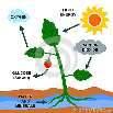 energy Photosynthesis Factors affecting rate of photosynthesis Water availability Temperature Light Plants able to use 40% of sunlight Plants are green because they reflect