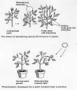 com Removal of apical dominance Terminal bud removed Phototropism Unbranched plant Axillary buds grow into branches Fuller plant with branching Gibberellic Acid Stimulates cell division and